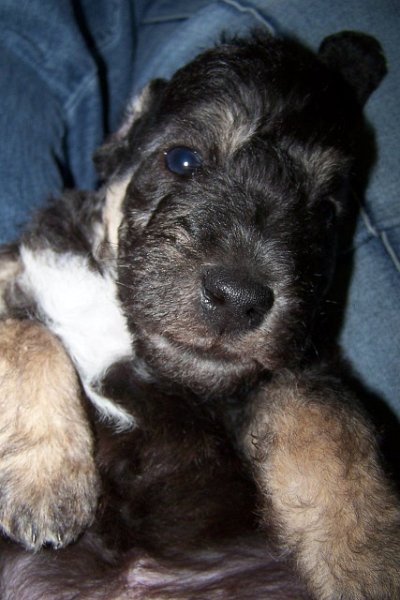 Arc-en-ciel Arlequin 06.02 (5).JPG